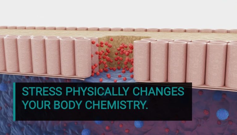 wellnesslibrary280626